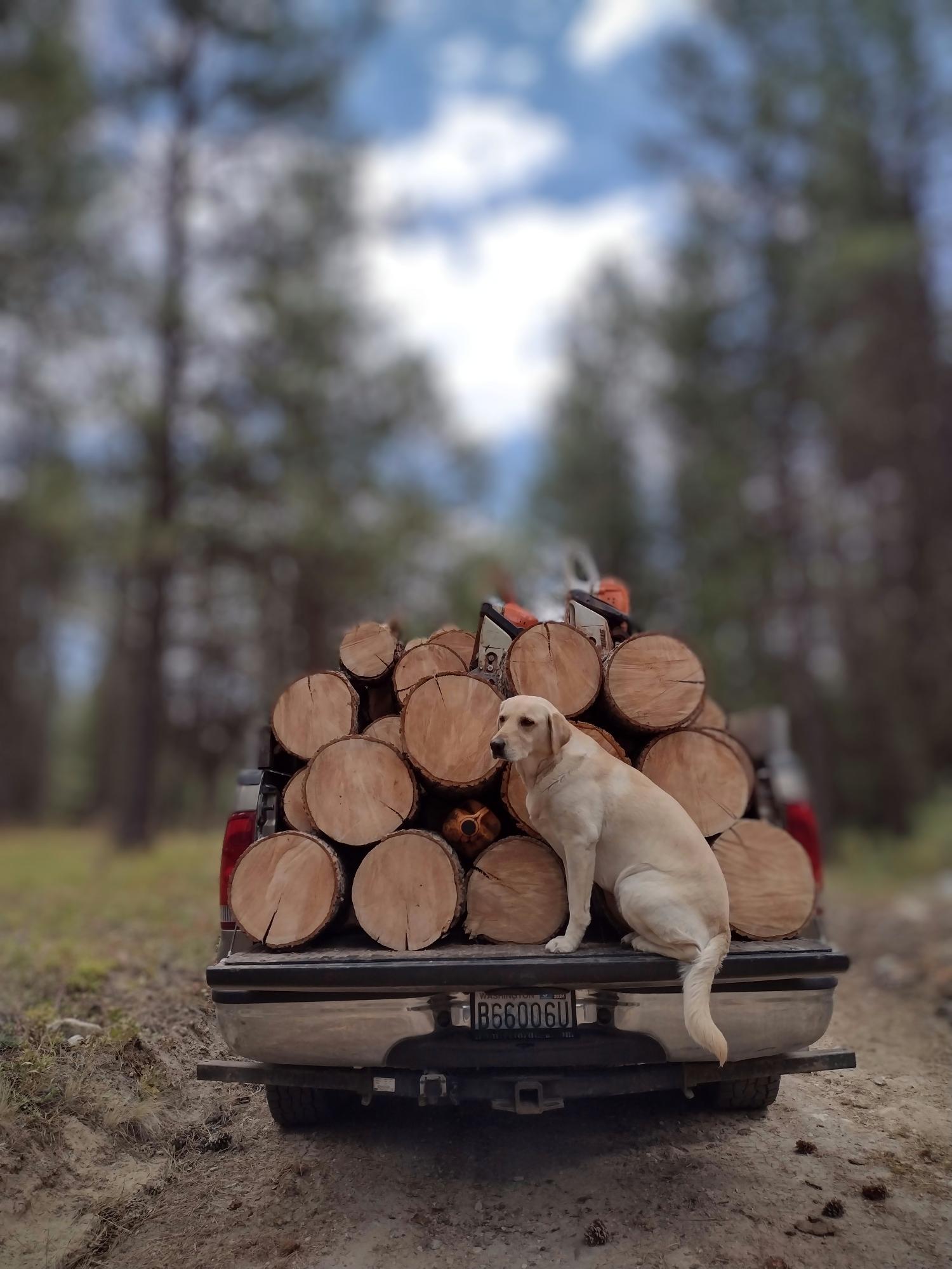 Our pup "Tig" loves to go woodcuttin'.