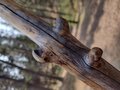 Rustic Branch Besom - "The Snag" - Knotty Pine Branch - One Only - Free Shipping