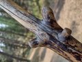 Rustic Branch Besom - "The Snag" - Knotty Pine Branch - One Only - Free Shipping