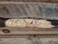 Wood Spirit Camper R/V Broom - "Ol' Beech Nut" - One Only Functional Art - Free Shipping