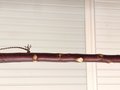 Birch Root Besom - Knotty Red Birch Root Branch - One Only - Free Shipping