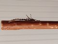 Mountain Porch Broom - Tamarack Broomstick - One Only - Free Shipping