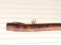 Mountain Porch Broom - Western Hazel Branch - One Only - Free Shipping