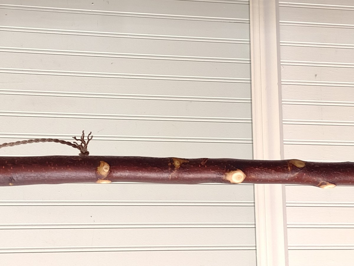 Birch Root Besom - Knotty Red Birch Root Branch - One Only - Free Shipping